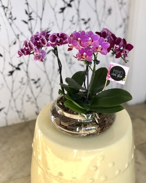 Arranjo plantado M <br>Mini Orquídeas