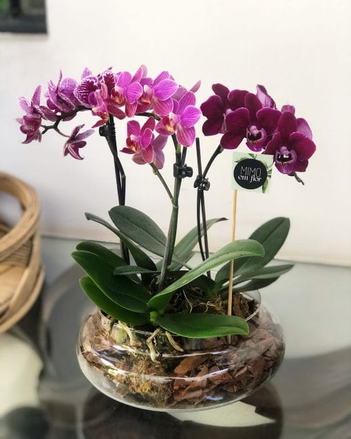 Arranjo plantado M <br>Mini Orquídeas - Image 2