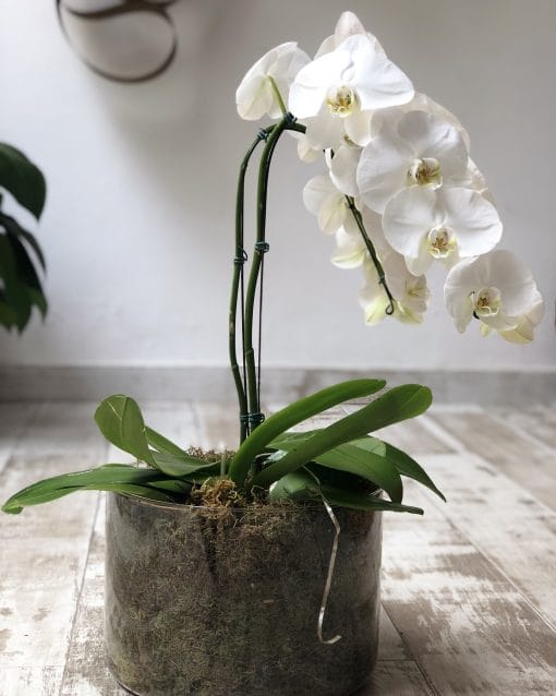 Vaso Cilindro G <br>Orquídeas Brancas