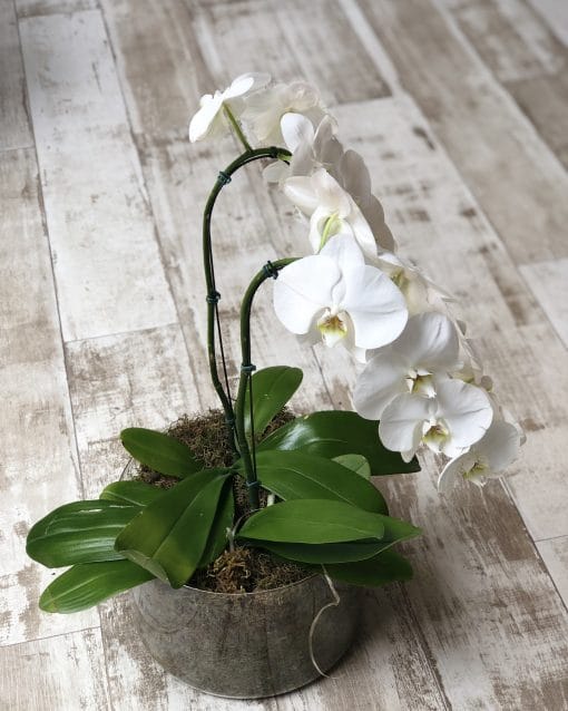 Vaso Cilindro G <br>Orquídeas Brancas - Image 2