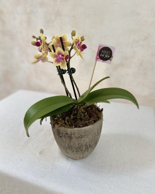 Vaso Cerâmica P <br>Orquídeas Amarelas - Image 2