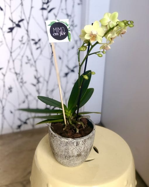 Vaso Cerâmica P <br>Orquídeas Amarelas