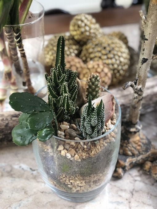 Terrário M <br> Vaso de Vidro - Image 3