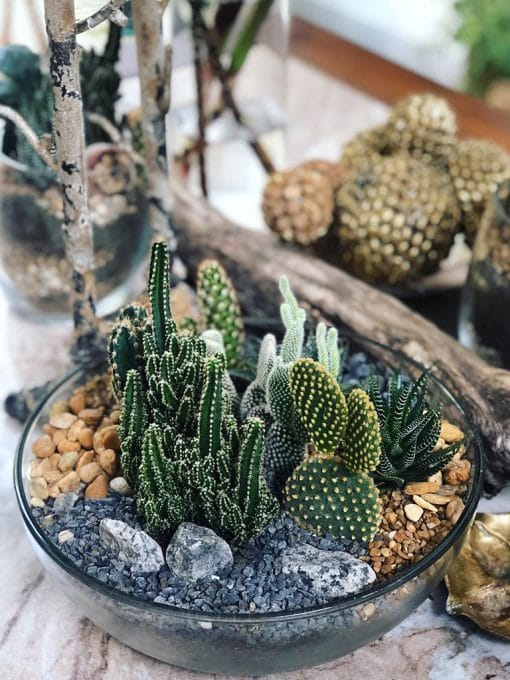 Terrário G <br>Bacia de Vidro