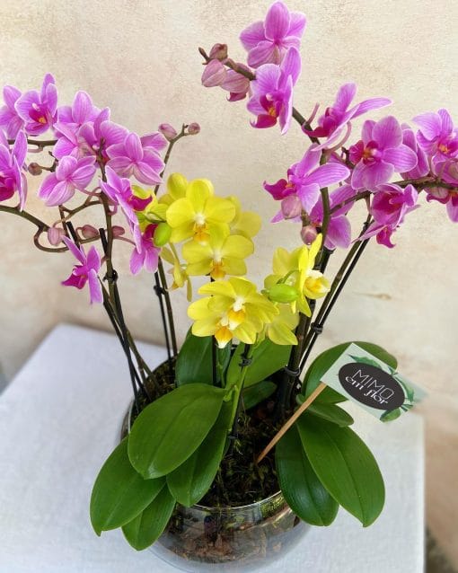 Arranjo Plantado M <br>Mini Orquídeas Bicolor - Image 2