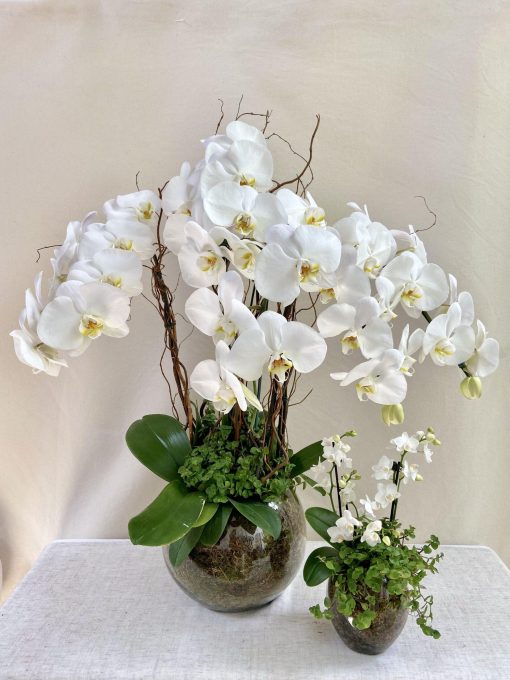 Kit Vaso Bowl de Vidro G 4 Orquídeas Cascata + Vaso P Miniorquídea