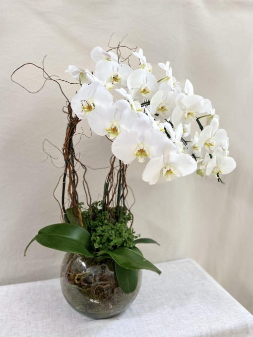 Kit Vaso Bowl de Vidro G 4 Orquídeas Cascata + Vaso P Miniorquídea - Image 2
