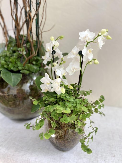 Kit Vaso Bowl de Vidro G 4 Orquídeas Cascata + Vaso P Miniorquídea - Image 3