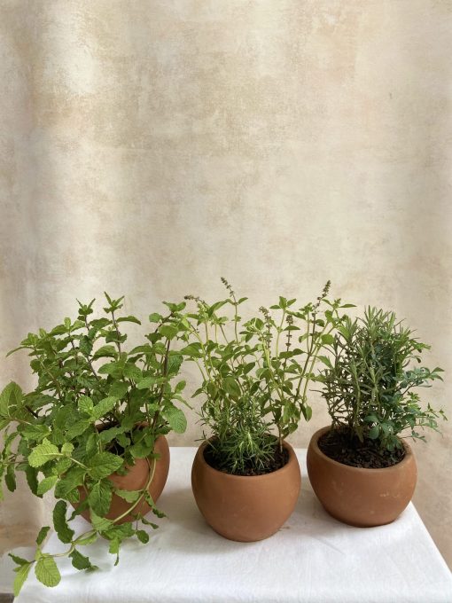 Minihorta Trio de Vasos de Barro  <br>  Manjeiricão, Alecrim, Hortelã