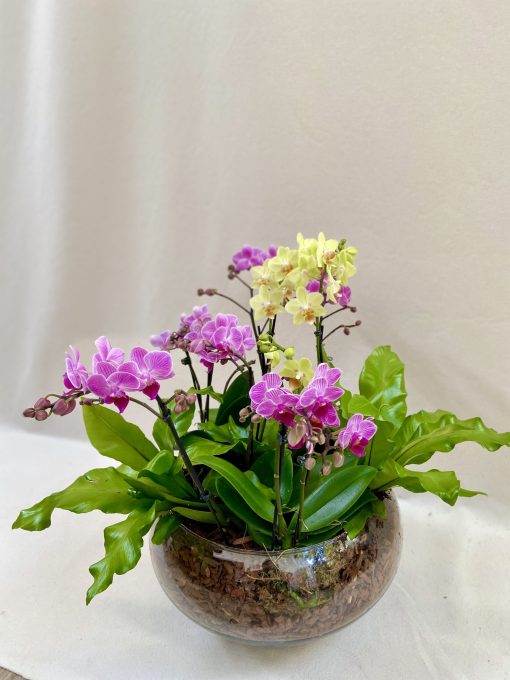 Vaso Bowl M <br> Arranjo de Miniorquídeas e Asplênio
