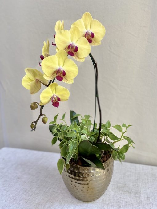 Vaso dourado M <br> Orquídea Plantada Amarela