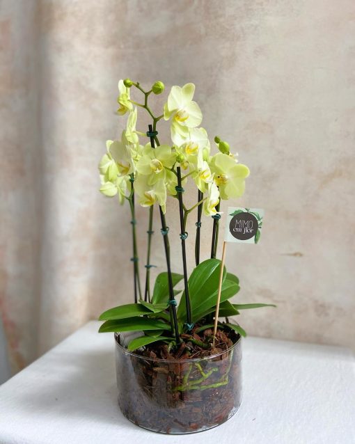 Arranjo M Plantado <br>Mini Orquídeas