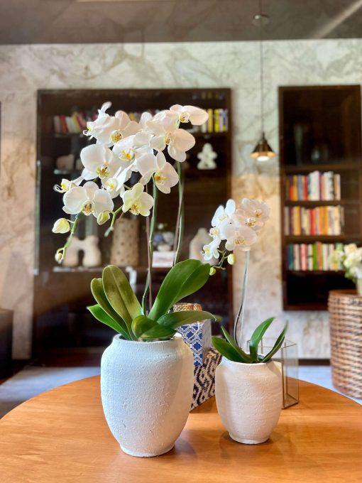 Duo Vasos Cerâmica Design Orquídeas Plantadas